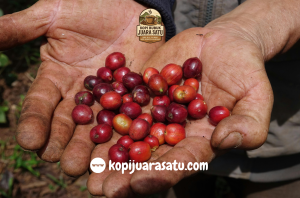 Biji Kopi Pilihan