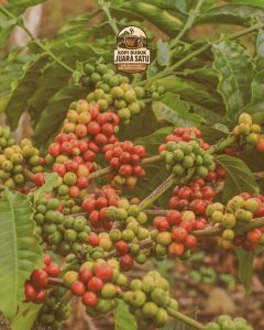 Biji Kopi Pilihan